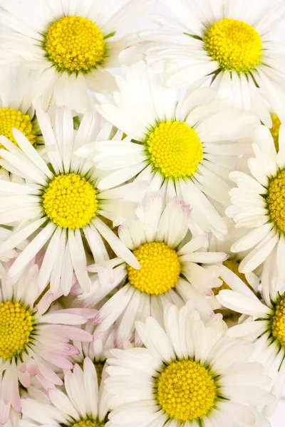 Flores de margarita — Foto de Stock