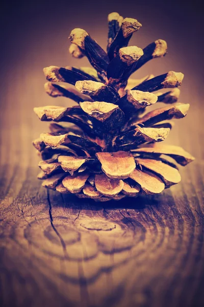 Pine cone Stock Photo