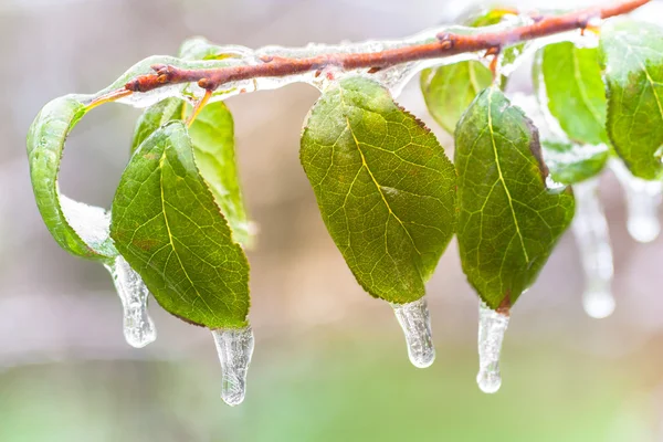 냉동된 잎 로열티 프리 스톡 사진