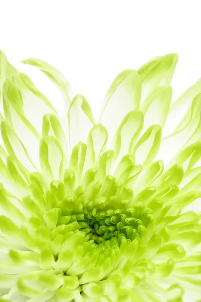 Green chrysanthemums — Stock Photo, Image