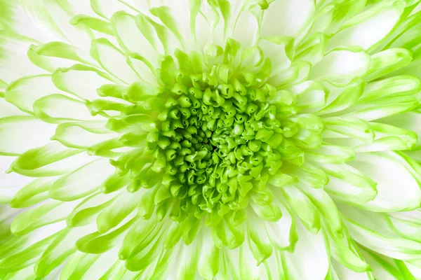 Green chrysanthemums — Stock Photo, Image