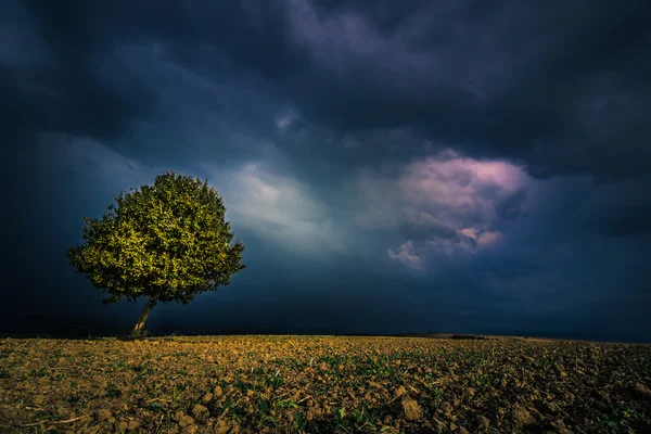 Fild ve yalnız ağacı — Stok fotoğraf