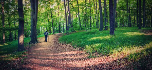Caminhadas na floresta verde — Fotografia de Stock