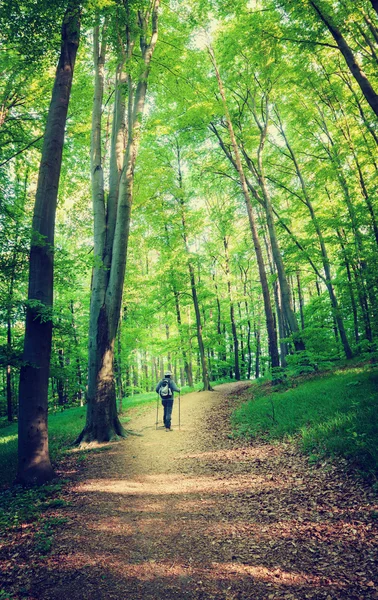 Caminhadas em uma bela floresta verde — Fotografia de Stock