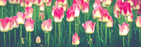 Tulpe aus nächster Nähe — Stockfoto