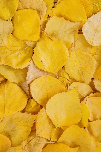 Zblízka žluté listy — Stock fotografie