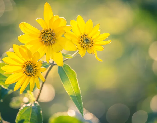 Primo piano Helianthus tuberosus — Foto Stock