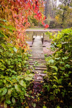 renk sonbahar su birikintisi