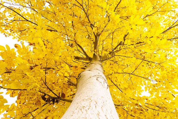 Color estanque de otoño — Foto de Stock