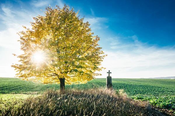 Linden and cross — Stock Photo, Image