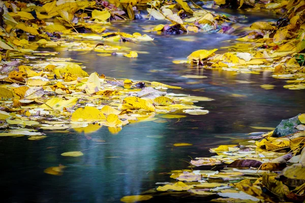 秋天的金色树叶 — 图库照片