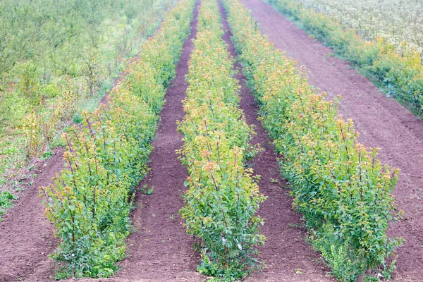 Fruit tree nursery — Stock Photo, Image