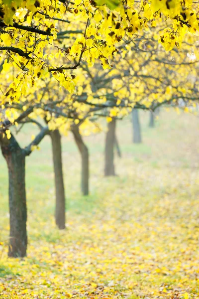 Autumn color vineyards — Stock Photo, Image