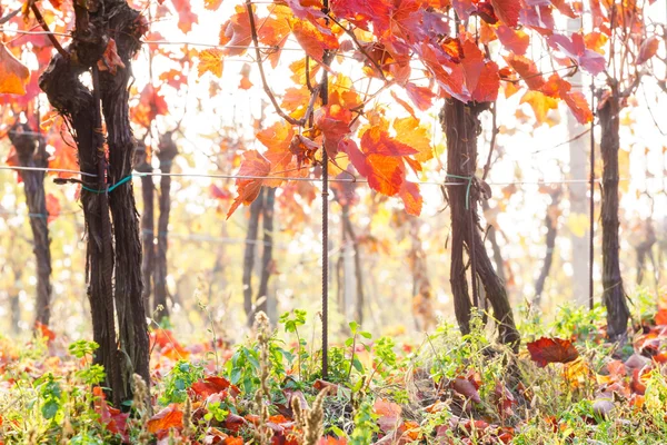 Осінь у винограднику — стокове фото
