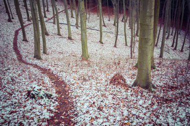 Karda trodden orman iz