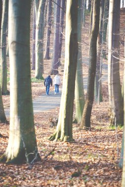 sonbahar ormanın yürüyüş
