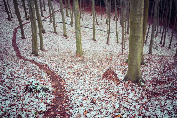 Trilha florestal pisada na neve — Fotografia de Stock