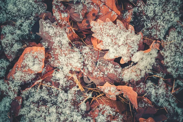 Sníh dubové listí — Stock fotografie