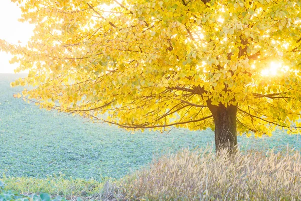 Cores do outono, árvore frondosa — Fotografia de Stock