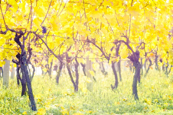 Yellow leaves vineyard — Stock Photo, Image