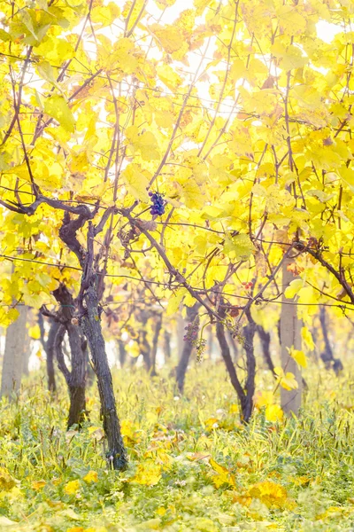 Žluté listy vinice — Stock fotografie