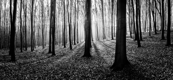 Herfst boomstammen — Stockfoto