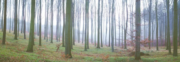 Baumstämme im Herbst Stockfoto