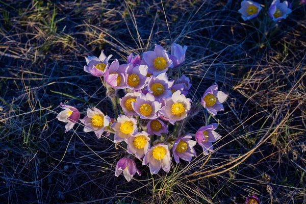 Dream-grass beautiful spring flower. Pulsatilla blooms in early spring on a sunny day. Pulsatilla flower close-up