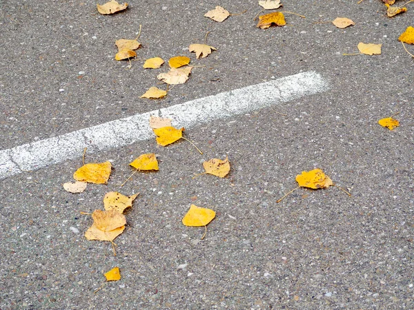 Yerde kahverengi ve sarı yaprakları olan sonbahar bisiklet yolu