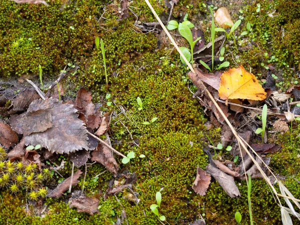 Feuilles Mortes Plan Idéal Pour Les Textures Arrière Plan — Photo