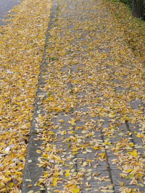 Sonbahar parkının zemininde kahverengi yapraklar vardı.