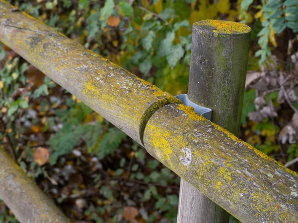 Dettaglio Vecchia Recinzione Legno Rustico Con Muschio Autunno — Foto Stock