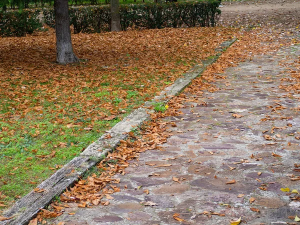 Pavimento Del Parco Autunnale Con Foglie Morte Marroni Sul Pavimento — Foto Stock