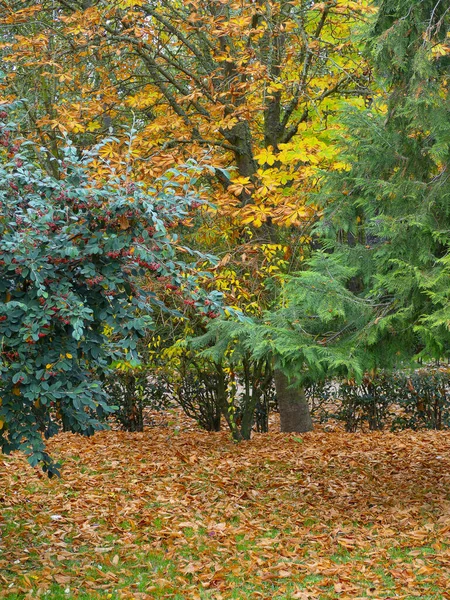 Мертвые Листья Идеально Подходят Фона Текстур — стоковое фото