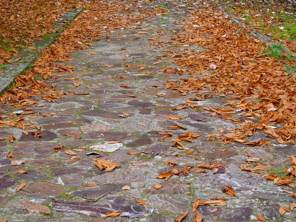 Chão Parque Outono Com Folhas Mortas Marrons Chão — Fotografia de Stock