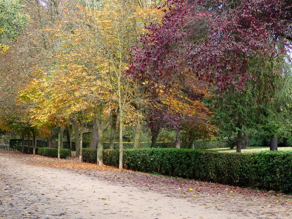 Jesienny Park Brązowymi Martwymi Liśćmi Podłodze — Zdjęcie stockowe