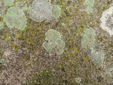 Bir sürü koyu yeşil yosun ve granitte açık yeşil liken.