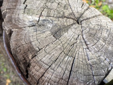 Tahta dokusu ağaç gövdesini kesmiş