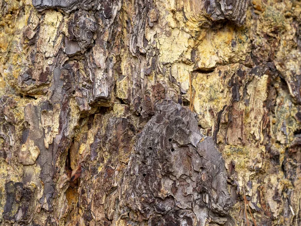 Texturaufnahme Der Braunen Baumrinde Die Den Rahmen Ausfüllt — Stockfoto