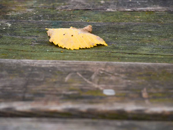 秋の黄色の葉のイメージ 素朴な公園のベンチに — ストック写真