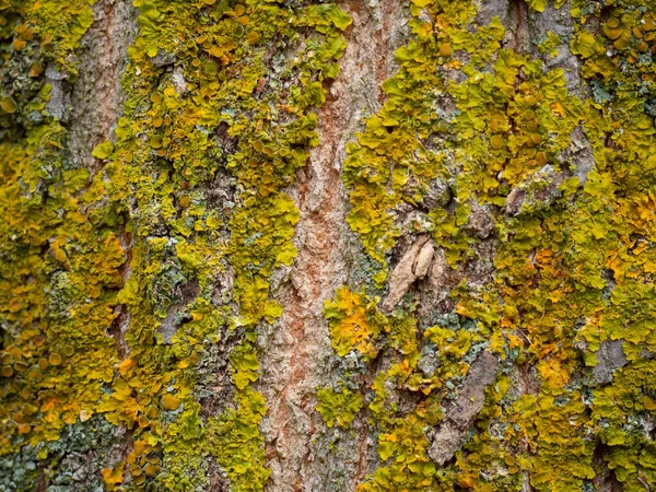 Texturaufnahme Der Braunen Baumrinde Die Den Rahmen Ausfüllt — Stockfoto