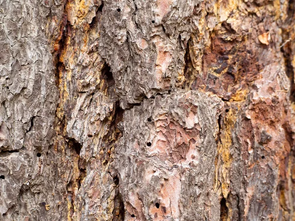 Çerçeveyi Dolduran Kahverengi Ağaç Kabuğunun Desen Görüntüsü — Stok fotoğraf