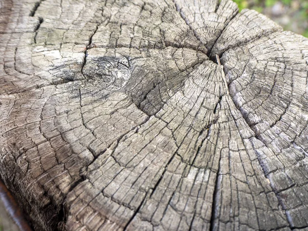 Tahta Dokusu Ağaç Gövdesini Kesmiş — Stok fotoğraf