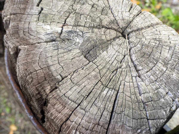 Дерево Текстуры Вырезать Ствол Дерева Фон — стоковое фото