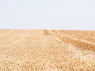 Taze kesilmiş ve yuvarlanmış Hay Bales bir tarlada yatıyordu.
