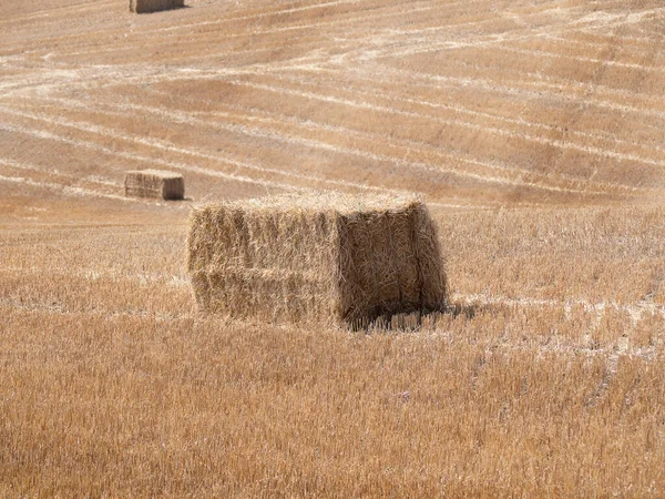 Taze kesilmiş ve yuvarlanmış Hay Bales bir tarlada yatıyordu.