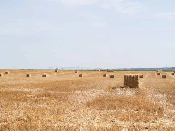 Frisch Gemähte Und Gerollte Heuballen Lagen Auf Einem Feld — Stockfoto