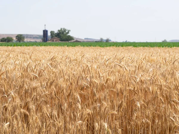 Nyklippta Och Valsade Hay Bales Låg Ett Fält — Stockfoto