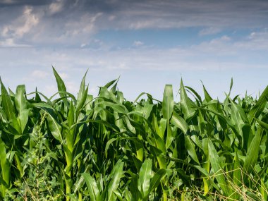 Tarladaki mısır yeşil ve uzundur ve kış boyunca ahırdaki inekler için yem olarak kullanılacaktır.