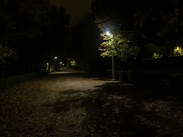 Alberi Lampioni Una Tranquilla Notte Nebbiosa — Foto Stock